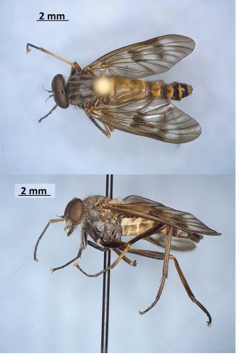 Rhagio mystaceus